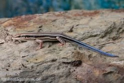 Fünfstreifenskink, Trachylepis Quinquetaeniata -Fischtankshop Fuenfstreifenskink Trachylepis quinquetaeniata 3 neu jpg