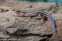 Fünfstreifenskink, Trachylepis Quinquetaeniata -Fischtankshop Fuenfstreifenskink Trachylepis quinquetaeniata 4 neu jpg