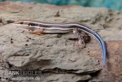 Fünfstreifenskink, Trachylepis Quinquetaeniata -Fischtankshop Fuenfstreifenskink Trachylepis quinquetaeniata 5 neu jpg