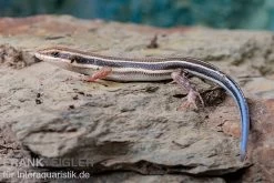 Fünfstreifenskink, Trachylepis Quinquetaeniata -Fischtankshop Fuenfstreifenskink Trachylepis quinquetaeniata 6 neu jpg