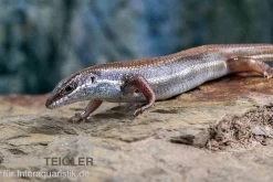 Fünfstreifenskink, Trachylepis Quinquetaeniata -Fischtankshop Funfstreifenskink Trachylepis quinquetaeniata 2 1