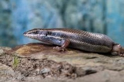 Fünfstreifenskink, Trachylepis Quinquetaeniata -Fischtankshop Funfstreifenskink Trachylepis quinquetaeniata 2 2