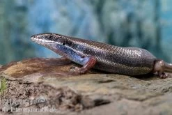 Fünfstreifenskink, Trachylepis Quinquetaeniata -Fischtankshop Funfstreifenskink Trachylepis quinquetaeniata 2 3