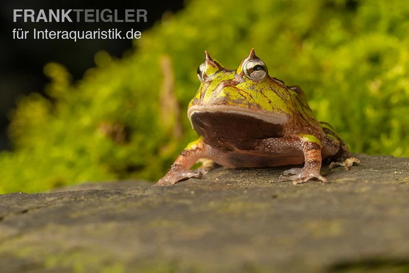 Gemalter Hornfrosch (grün), Ceratophrys Cornuta Green 2 Gemalter Hornfrosch (grün), Ceratophrys Cornuta Green – Bild 2