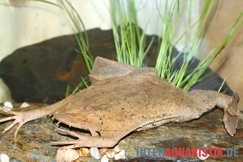 Große Wabenkröte, Pipa Pipa 2 Große Wabenkröte, Pipa Pipa – Bild 2