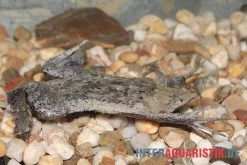 Große Wabenkröte, Pipa Pipa 5 Große Wabenkröte, Pipa Pipa -Fischtankshop Grosse Wabenkroete Pipa pipa 3