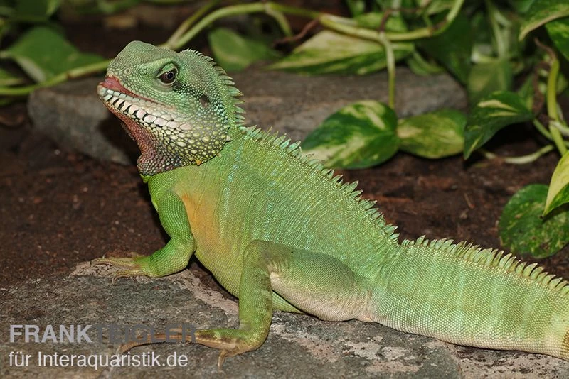 Grüne Wasseragame, Physignathus Cocincinus 3 Grüne Wasseragame, Physignathus Cocincinus – Bild 3