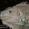 Grüner Leguan, Iguana Iguana
