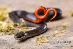 Halsbandnatter, Diadophis Punctatus