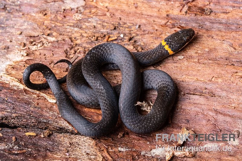 Halsbandnatter, Diadophis Punctatus 2 Halsbandnatter, Diadophis Punctatus – Bild 2