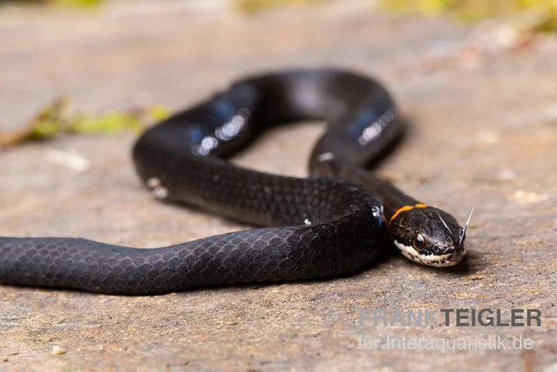 Halsbandnatter, Diadophis Punctatus 3 Halsbandnatter, Diadophis Punctatus – Bild 3