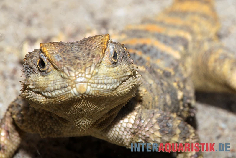 Hardun, Laudakia Stellio Brachydactyla 3 Hardun, Laudakia Stellio Brachydactyla – Bild 3