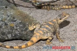 Hardun, Laudakia Stellio Brachydactyla 8 Hardun, Laudakia Stellio Brachydactyla -Fischtankshop Hardun Laudakia stellio brachydactyla 4