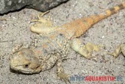 Hardun, Laudakia Stellio Brachydactyla 9 Hardun, Laudakia Stellio Brachydactyla -Fischtankshop Hardun Laudakia stellio brachydactyla 5