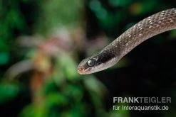 Herald-Schlange, Crotaphopeltis Hotamboeia 5 Herald-Schlange, Crotaphopeltis Hotamboeia -Fischtankshop Herald Schlange Crotaphopeltis hotamboeia