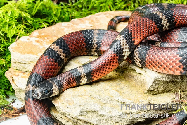 Honduras-Königsnatter, Lampropeltis Tringulum Hondurensis 2 Honduras-Königsnatter, Lampropeltis Tringulum Hondurensis – Bild 2