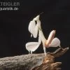 Orchideenmantis, Hymenopus Coronatus