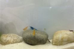 Bundle Bunte Truppe: 10 X Neocaridina Im Farbmix + Javamoos -Fischtankshop IMG 0352