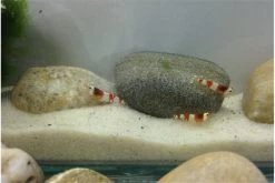 TiBee Starterpack: 5 X Blaue Tigergarnele + 5 X Crystal Red Garnele 6 TiBee Starterpack: 5 X Blaue Tigergarnele + 5 X Crystal Red Garnele -Fischtankshop IMG 0367 1