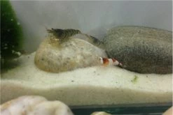 TiBee Starterpack: 5 X Blaue Tigergarnele + 5 X Crystal Red Garnele 7 TiBee Starterpack: 5 X Blaue Tigergarnele + 5 X Crystal Red Garnele -Fischtankshop IMG 0370