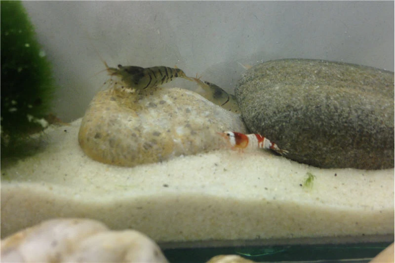 TiBee Starterpack: 5 X Blaue Tigergarnele + 5 X Crystal Red Garnele 4 TiBee Starterpack: 5 X Blaue Tigergarnele + 5 X Crystal Red Garnele – Bild 4