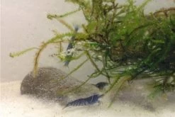 Tiger-Bundle: 10 X Blaue Tigergarnele, Caridina Cf. Cantonensis + Portion Javamoos 15 Tiger-Bundle: 10 X Blaue Tigergarnele, Caridina Cf. Cantonensis + Portion Javamoos -Fischtankshop IMG 0494