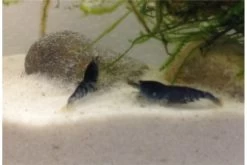 Tiger-Bundle: 10 X Blaue Tigergarnele, Caridina Cf. Cantonensis + Portion Javamoos 18 Tiger-Bundle: 10 X Blaue Tigergarnele, Caridina Cf. Cantonensis + Portion Javamoos -Fischtankshop IMG 0502