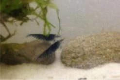 Tiger-Bundle: 10 X Blaue Tigergarnele, Caridina Cf. Cantonensis + Portion Javamoos 19 Tiger-Bundle: 10 X Blaue Tigergarnele, Caridina Cf. Cantonensis + Portion Javamoos -Fischtankshop IMG 0504