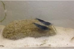 Tiger-Bundle: 10 X Blaue Tigergarnele, Caridina Cf. Cantonensis + Portion Javamoos 12 Tiger-Bundle: 10 X Blaue Tigergarnele, Caridina Cf. Cantonensis + Portion Javamoos -Fischtankshop IMG 0505