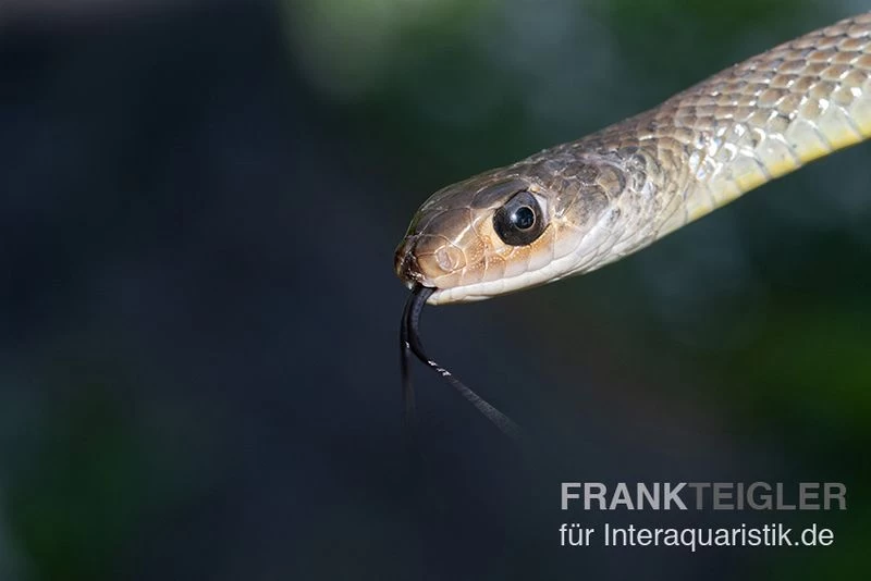 Indo-Chinesische Rattenschlange, Ptyas Korros 2 Indo-Chinesische Rattenschlange, Ptyas Korros – Bild 2