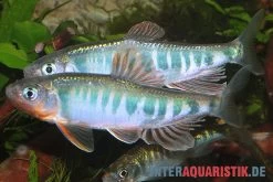 Japanischer Drachenfisch, Zacco Platypus (Kaltwasser & Warmwasser), 7-10 Cm -Fischtankshop Japanischer Drachenfisch Zacco platypus neu 1