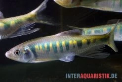 Japanischer Drachenfisch, Zacco Platypus (Kaltwasser & Warmwasser), 7-10 Cm -Fischtankshop Japanischer Drachenfisch Zacco platypus neu 2