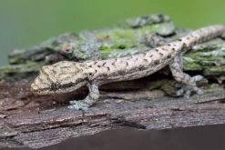 Jungferngecko, Lepidodactylus Lugubris