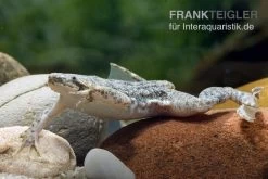 Kleine Wabenkröte, Pipa Parva