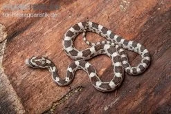 Kornnatter, Pantherophis Guttatus GHOST