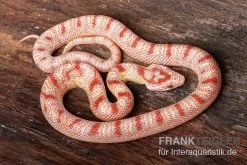 Kornnatter, Pantherophis Guttatus SUPER AMEL