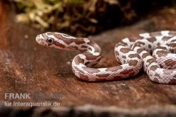 Kornnatter, Pantherophis Guttatus, ULTRAMEL ANERY