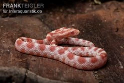 Kornnatter, Pantherophis Guttatus REVERSE OKEETEE