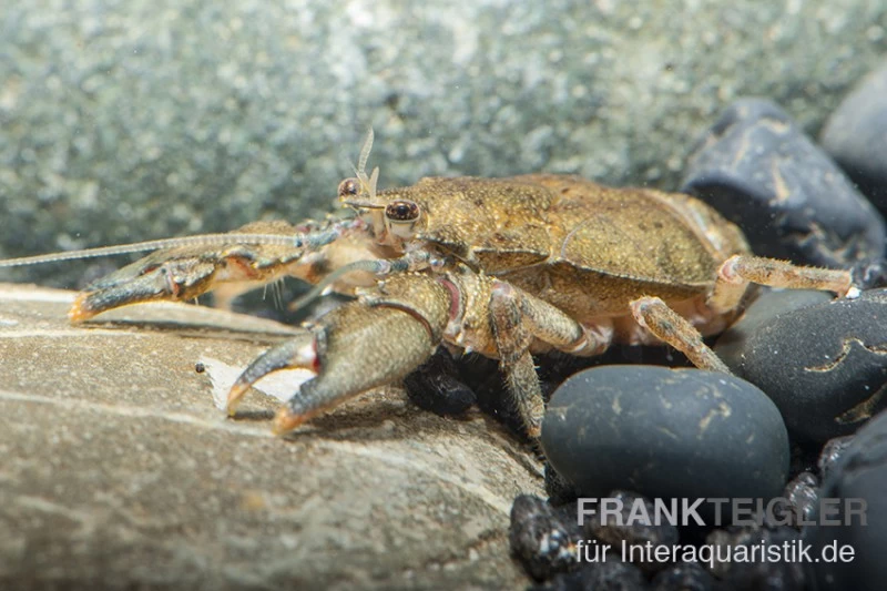 Krabbenkrebs, Aegla Platensis 1 Krabbenkrebs, Aegla Platensis