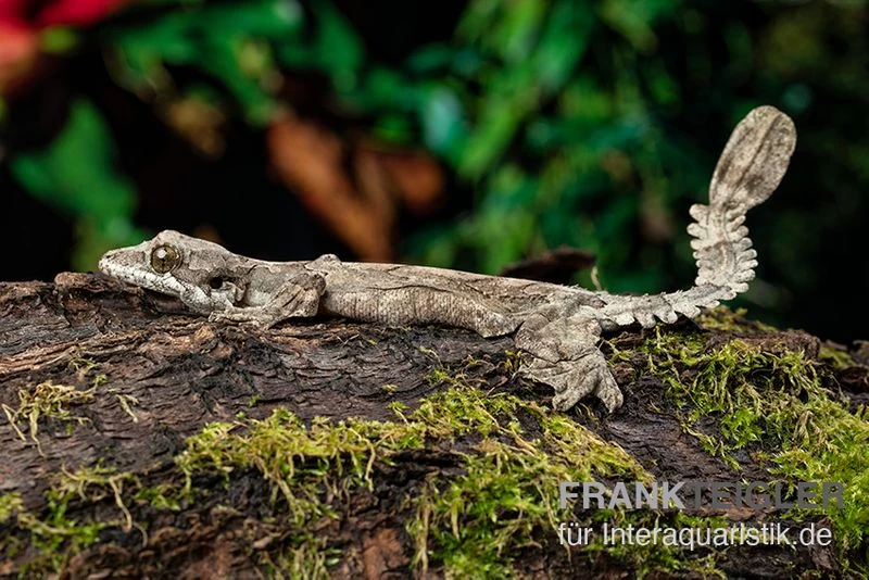 Kuhls-Faltengecko, Ptychozoon Kuhli 2 Kuhls-Faltengecko, Ptychozoon Kuhli – Bild 2