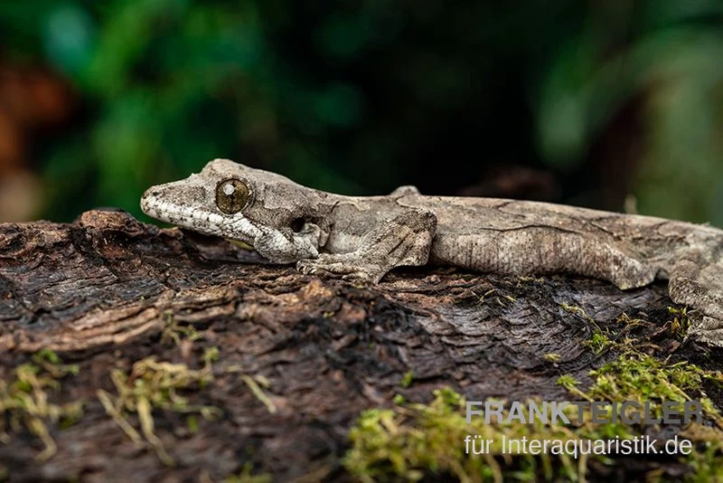 Kuhls-Faltengecko, Ptychozoon Kuhli 1 Kuhls-Faltengecko, Ptychozoon Kuhli