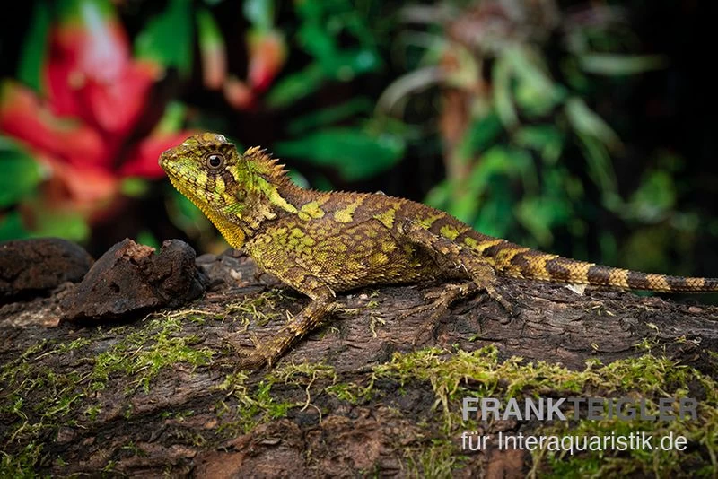 Kuhls-Winkelkopfagame, Gonocephalus Kuhlii 2 Kuhls-Winkelkopfagame, Gonocephalus Kuhlii – Bild 2