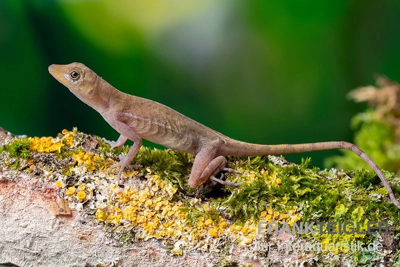 Kupferanolis, Anolis Cupreus 1 Kupferanolis, Anolis Cupreus