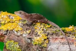 Kupferanolis, Anolis Cupreus 5 Kupferanolis, Anolis Cupreus -Fischtankshop Kupferanolis Anolis cupreus 3