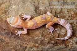 Leopardgecko, Eublepharis Macularius, APTOR