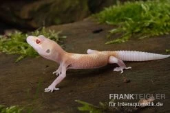Leopardgecko, Eublepharis Macularius, BELL ALBINO