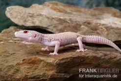 Leopardgecko, Eublepharis Macularius, BELL ALBINO ENIGMA -Fischtankshop Leopardgecko Eublepharis macularius Bell Albino Enigma 12