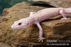 Leopardgecko, Eublepharis Macularius, BELL ALBINO ENIGMA -Fischtankshop Leopardgecko Eublepharis macularius Bell Albino Enigma 14