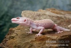 Leopardgecko, Eublepharis Macularius, BELL ALBINO ENIGMA -Fischtankshop Leopardgecko Eublepharis macularius Bell Albino Enigma 22