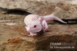 Leopardgecko, Eublepharis Macularius, BELL ALBINO ENIGMA -Fischtankshop Leopardgecko Eublepharis macularius Bell Albino Enigma 4